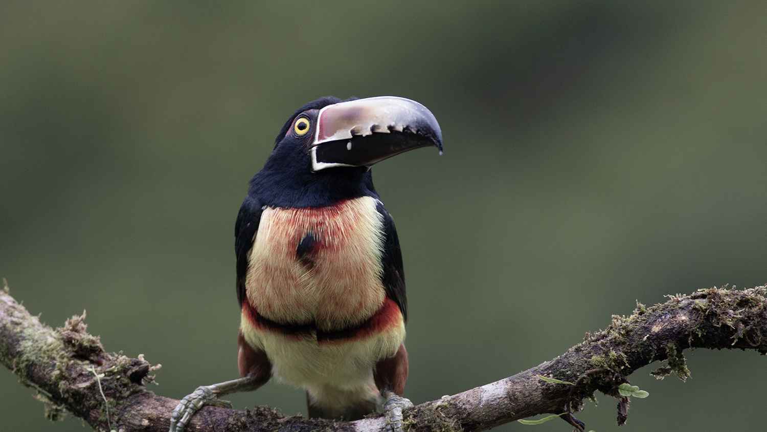 Collared Aracari